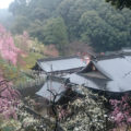 梅を楽しむ　～梅を愛した日本人と大縣神社の梅～