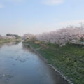 桜の開花に思う
