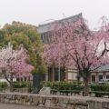 桜の開花と年度の節目と高杉晋作公の言葉