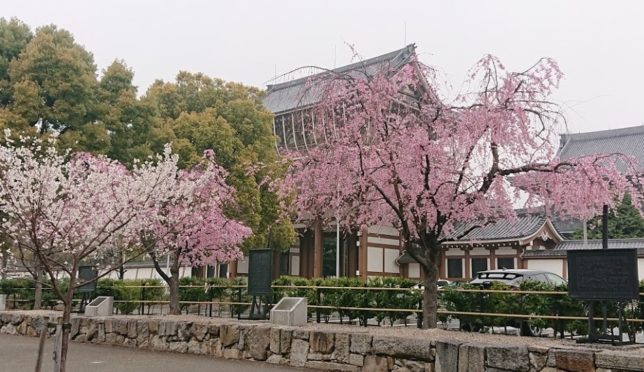名古屋市　東別院の桜