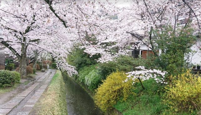 京都　「哲学の道」の桜
